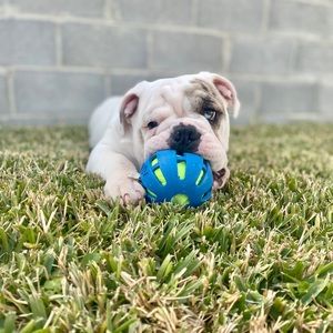 Meet your Posher, Noe